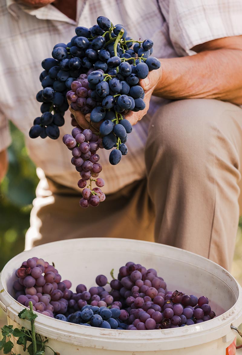 h5-gallery-img3 Black grapes